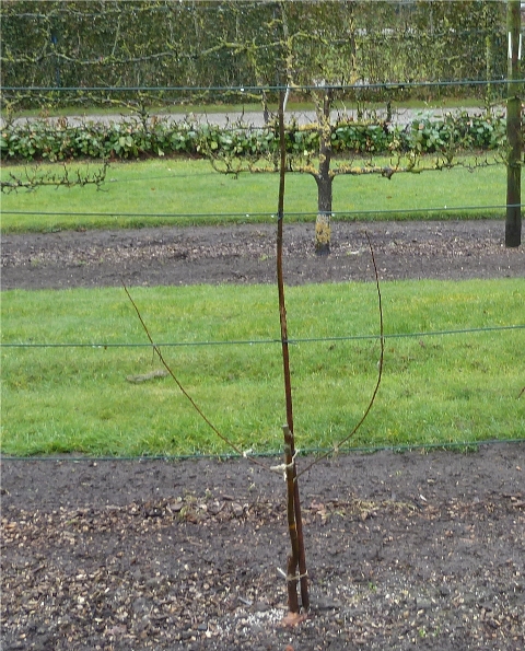 Direct na het planten en snoei.